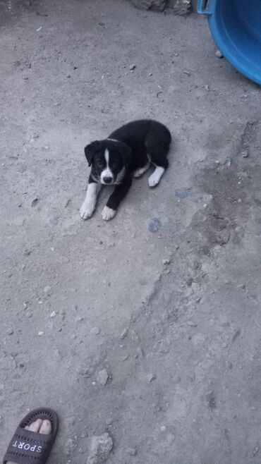 İtlər: Kanqal, 2 ay, Erkek, Peyvəndli, Ünvandan götürmə lalafo.az -da İtlər: Kanqal, 2 ay, Erkek, Peyvəndli, Ünvandan götürmə