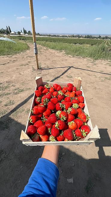 клубник: 150с -1 л 🍓 Натуральный клубничный джем и замороженная клубника от — 3