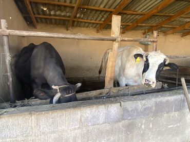 резиновые маты для коров: Продаю | Корова (самка) | Швицкая | Для разведения, Для молока | Стельные