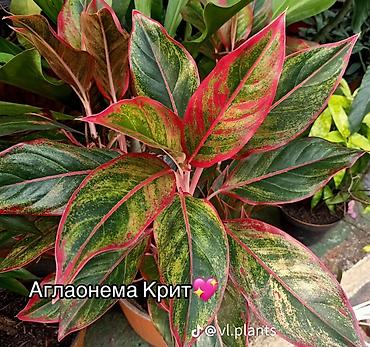 Драцены и Сансевиерии: Доставка по городу бесплатно . Адаптированные пересаженные Комнатные — 56