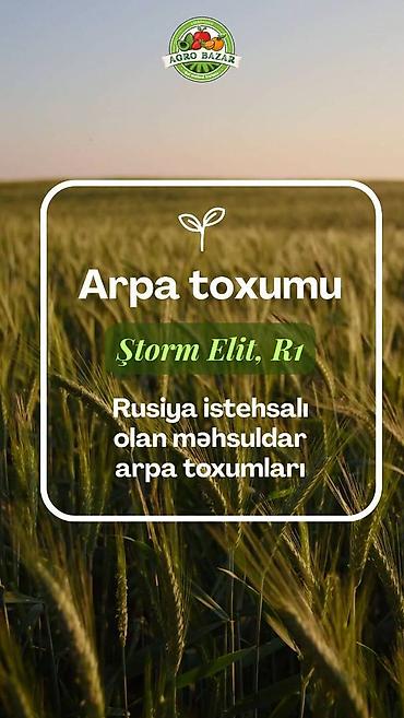dovsan səkli: Arpa toxumu - Ştorm Elit və R1 Rusiya istehsalı Ştorm Elit və R1 arpa — 1