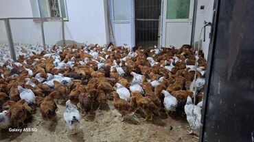 продажа птиц в баку: 4 aylıq çolpalar,herbir vaksinasyası olunmub,çekileri balacası 1 kq