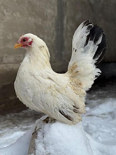 Куры, петухи: Продаю | Петух, Куры — 2