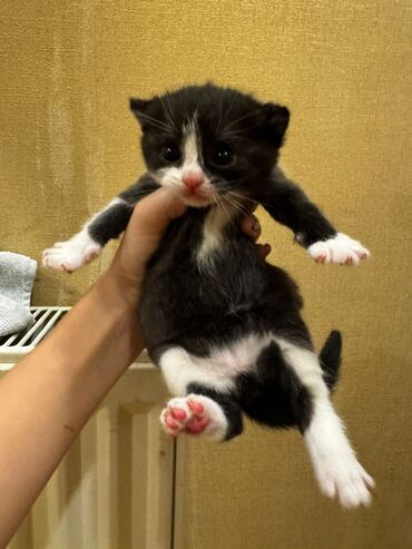 Pişiklər: Erkək, Dişi, Yaxşı əllərə, Ünvandan götürmə, Pulsuz çatdırılma — 5