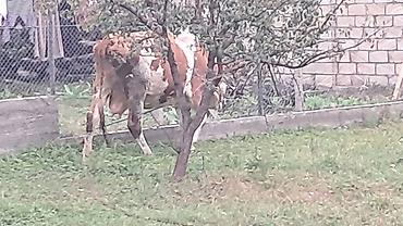 inek satışı: Üçüncü qarına doğacaq yanında 5 aylıq erkək smental balası ilə — 5