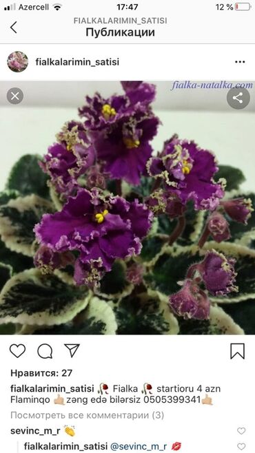 Otaq bitkiləri: Fialka startiorlari 4 azn — 10