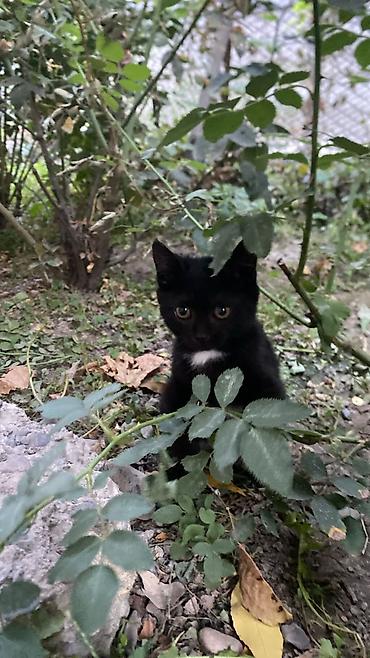 отдам котят в добрые руки: Котята домашние, разного окраса: - дымчатый серый короткошёрстный — — 3