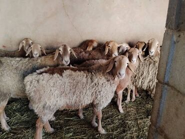 Бараны, овцы: Продаю | Овца (самка) | Арашан | Для разведения | Котные, Матка, Племенные — 11