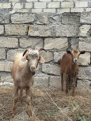 heleb keçileri: ❗️İkisidə 380 AZN-dir❗️ Keçinin biri erkək biri dişidir — 1