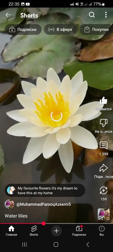Садовые цветы и кустарники: Семена цветка: Самовывоз, Платная доставка — 14