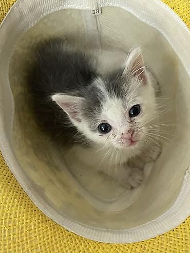 Мышыктар: Котёнок, окраса бело‑серый (би-колор), короткошёрстный. Большие — 1