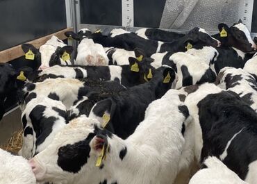 продажа домашних кур: Продаю | Корова (самка), Бык (самец), Тёлка | Ангус, Герефорд, Голштин | На откорм, На забой, Для разведения