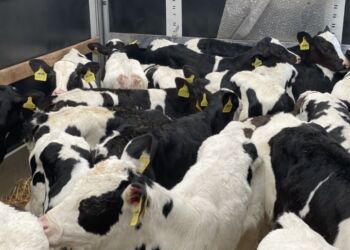 щенки охотничьих собак: Продаю | Корова (самка), Бык (самец), Тёлка | Ангус, Герефорд, Голштин | На откорм, На забой, Для разведения | Племенные