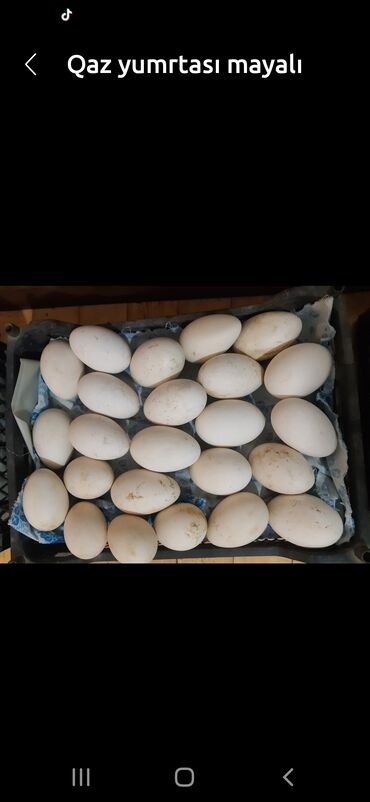 qaz yumurtasi satisi: Dişi, Yumurtalıq