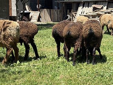 Баран, овца: Продаю | Баран (самец) at lalafo.kg — 9 Баран, овца: Продаю | Баран (самец) — 9