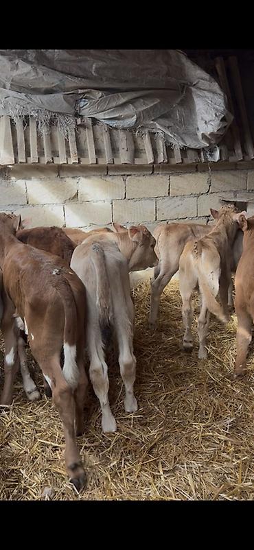 Dana, buzov: Satışda: dana balaları - Növ: yerli cins ətlik/südlük istiqamətə — 30
