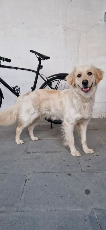 golden it: Labrador-retriver, 1 il, Dişi, Peyvəndli, Ünvandan götürmə