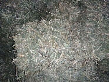 оборудование для кур несушек: СРОЧНО!!!! РЕКЛАМА НА ДВА ДНЯ!!!! С.Кара-Джигач (савхоз Ала-тоо) 2