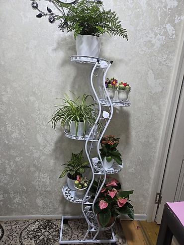 кованая мебель: Полка, этажерка для цветов, Новый, Железо, Самовывоз — 2