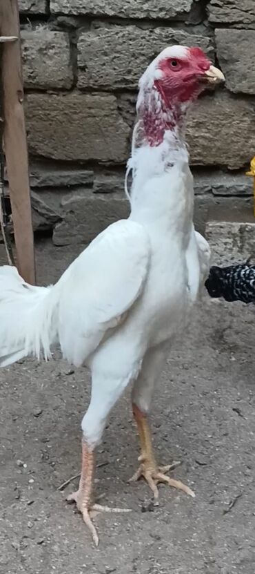 pişik satışı sumqayıt: Şekilde gorduyunuz heyratı xoruzun yumurtaları satılır bir 2 manatdı