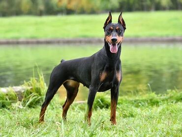 doberman satışı: Doberman, 4 ay, Dişi, Peyvəndli, Ünvandan götürmə