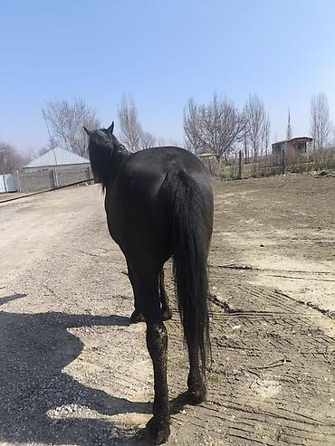 Лошади, кони: Продаю | Жеребец | Полукровка | Конный спорт — 5