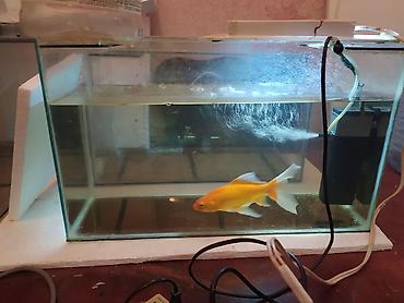 akvarim: Akvarium satılır 2 ədəd 1 metr, 2 ədəd 50 santım, 2 ədəd 40 santım — 3