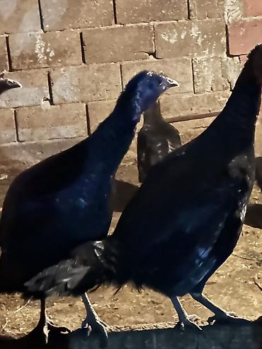 Птицы: Черный принц 37 голов — 10