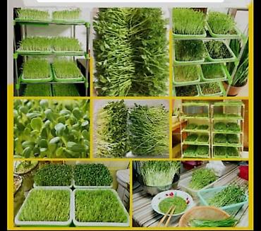 Другие товары для кухни: Лотки для проращивания:
маленький черный 300с
большой прозрачный 400с — 10