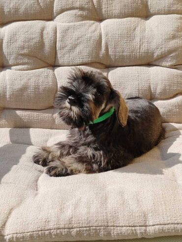 Psi: Odgajivacnica Pet house nudi prelepe stence Patuljastog snaucera Biber — 11