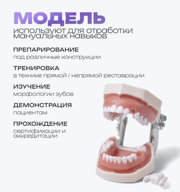 Медицинское оборудование: Стоматологическая модель челюсти со съемными зубами 28Dent — это