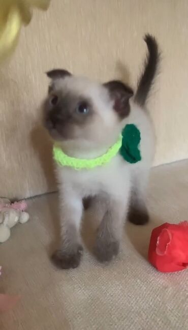 британские котята купить: Siam, Erkək, Dişi
