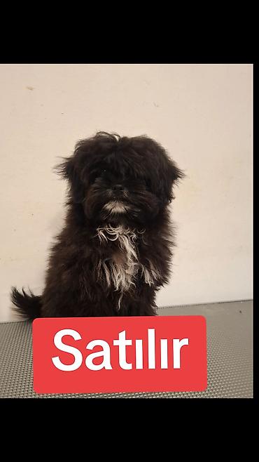 şirin it şəkilləri: 5 aylıq maltipodu dişidi çox mehribandı istiyen elaqe saxlasın — 1