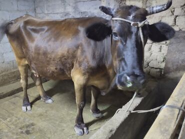 Коровы, быки: Продаю | Корова (самка) | Швицкая | Для разведения, Для молока | Не стельные