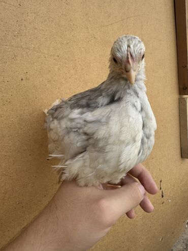 голубей птица: Продаю подрощеных цыплят породы Карликовый Кохинхин в количестве 30