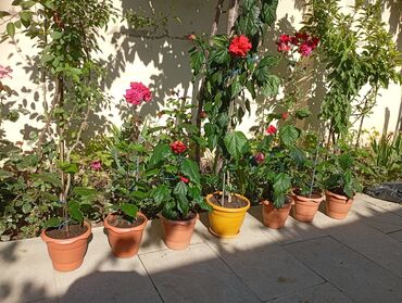 sulutepe cicek qesebesi: Çin qizilgulu.Otaga gözəllik verir və havanı təmizləyir.her gün yeni