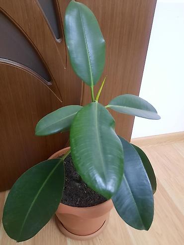 romaşka gülü: Dibçək gülü Sansevieria,gülü crassula,gülü fikus gülü,aloe gülü — 2