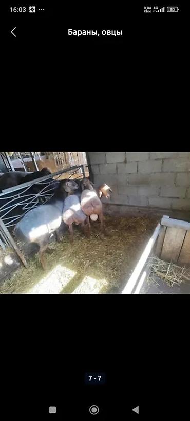Баран, овца: Продаю | Баран (самец) | Гиссарская | На забой, Для разведения | Осеменитель — 7