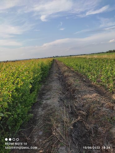 Tinglər: 🌿 SAQİ TİNGÇİLİK: Bağınıza Həyat Verin! 🌿 Tərtər keyfiyyəti bütün -da lalafo.az — 8 Tinglər: 🌿 SAQİ TİNGÇİLİK: Bağınıza Həyat Verin! 🌿 Tərtər keyfiyyəti bütün — 8