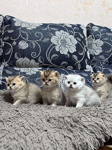 котедж слив пантера: Выставляются на бронь шотландские котята, “ фолды и страйты” золото и — 6