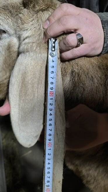 Бараны, овцы: Продаю | Баран (самец) | Арашан | Для разведения | Племенные — 6