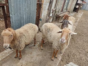 Qoyunlar, qoçlar: Dişi, il: 2 — 11