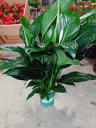 Женское счастье (Спатифиллюм): Спатифиллум (Spathiphyllum), крупное комнатное растение - Эффектный — 2