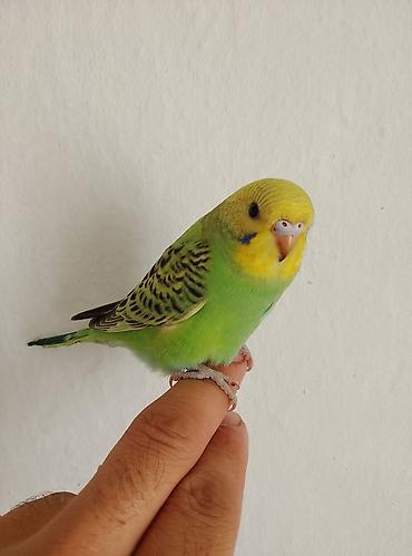 900 сом Волнистый попугайчик (Budgerigar) ручного выведения. - Окрас at lalafo.kg 900 сом Волнистый попугайчик (Budgerigar) ручного выведения. - Окрас