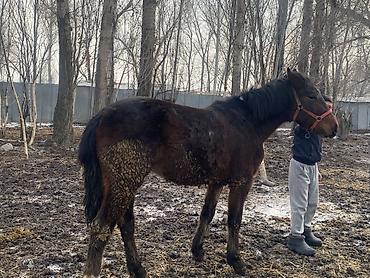 Лошади, кони: Продаю | Жеребенок | Полукровка | Рабочий — 7