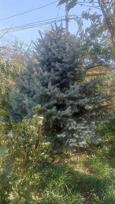 Семена и саженцы: Ель голубая 3,5 метр (Picea pungens ‘Glauca’), взрослая декоративная — 2