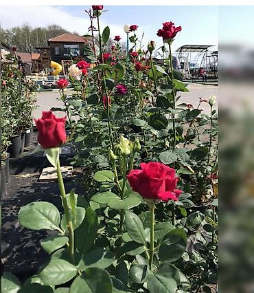 Роза: Саженцы Платная доставка — 9