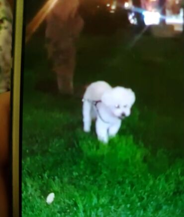 Akvariumlar: Bison erkəkdir 10 aylig çox böyümür balaca cinsidi