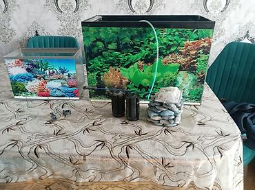 Akvarium dəsti - 2 ədəd şüşə akvarium: biri böyük, biri kiçik (hər