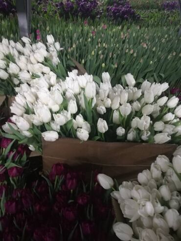 Другие товары для дома: Оптом Тюльпаны на 8 марта! цветы Голанские тюльпаны 70см бутон большой